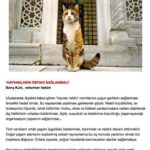 Billur Kalkavan Instagram - Önemli! Bu benim 18 yıllık hayat arkadaşım Korsan. 1,5 sene boyunca geçmeyen bir ishal oldu. Çok tecrübeli bir kaç vet hekim arkadaşıma gittik, değişik tedaviler denedik ama nafile. Vücutta elekroliz yok, besin girdiği gibi çıkıyor derken iyice zayıfladı, pislendi, gözü çöktü (zaten bir tane var) falan filan. En son yeni tanıştığım vet Suhan ve eşi Barış’ın sahibi olduğı @axisveteriner götürdüm ve @susuut Suhan “bende kalsın bu çocuk 1 hafta” dedi. Geri aldığımda ishali geçmiş ve kendine gelmişti. Şimdi (üzerinden bikaç ay geçti) sapasağlam bir Korsan olarak karşımızda. Herif resmen geri geldi hayata ve kilo aldı, tekrar yalanmaya başladı, oynuyor zıplıyor, yaşına rağmen süper bir durumda. Bir kez daha bir doktorun kadın olmasının hatta bir anne olmasının ne kadar önemli olduğunu gördüm. Şahane erkek vet’lerim ve dostlarım var, ters anlaşılmasın da anne insan bir başka oluyor. Vazgeçmedi, yaşlı nasılolsa demedi çok önemli. @axisveteriner şiddetle tavsiye ederim şahane bir yer aynı zamanda. Teşekkürler @axisveteriner