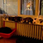 Billur Kalkavan Instagram - Ben de kedi olup kaloriferin üzerinde yatmak isterdim valla 😹 . . . #kedi #cat #kediler #cats #cats_of_instagram #catsofworld #kedicandır #evhali #sırasıra #ilovecats