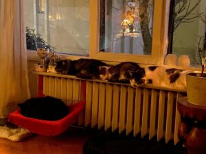 Billur Kalkavan Instagram - Ben de kedi olup kaloriferin üzerinde yatmak isterdim valla 😹
.
.
.
#kedi #cat #kediler #cats #cats_of_instagram #catsofworld #kedicandır #evhali #sırasıra #ilovecats