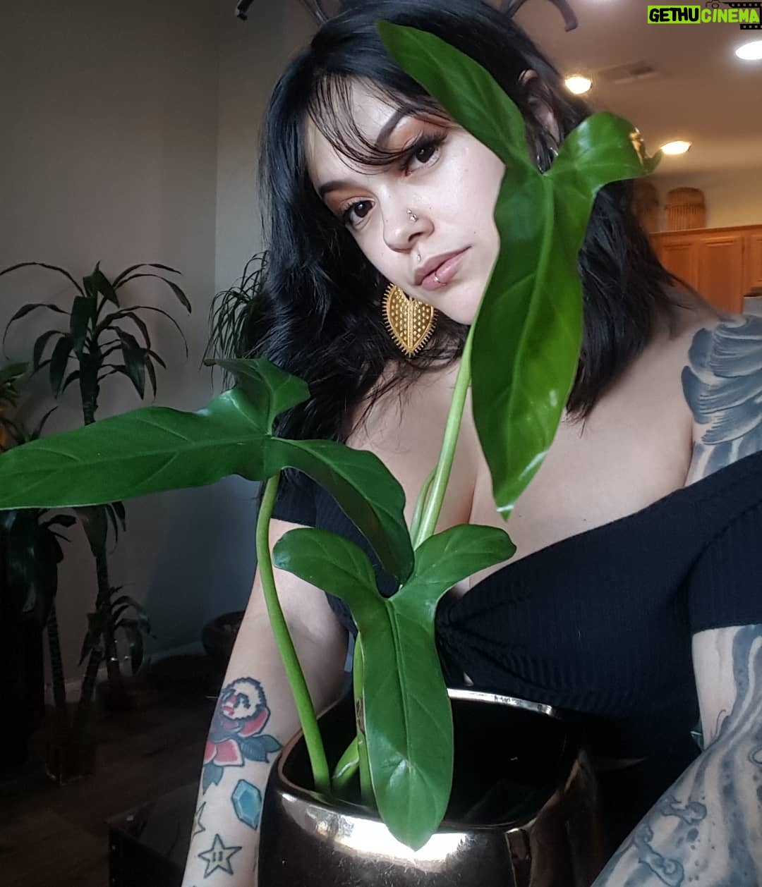 Bixton Suicide - 6.2K Likes - When you& your plant share roots in Mexico 🇲🇽
Bornday planty from my amazing Mister @lococivilian scooped up from my wonderful bby @jaydias
🌿Philodendron Mexicanum
#plantheaux #philodendronmexicanum