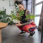 Bixton Suicide Instagram - Unbox a new philodendron with me 🌿 It was supposed to be a shop boi, but Pookie decided it needs to be at home with us 😎 #philodendrondistantilobum #plantheaux