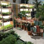 Bixton Suicide Instagram - Visited Texas in Dec. & dragged the familia to some plant shops 🌵🪴🌿 Forgot my phone so @lococivilian was my photographer 🥺📷 🌱@plant_shoppe 🌱@tillageplants