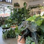 Bixton Suicide Instagram - Visited Texas in Dec. & dragged the familia to some plant shops 🌵🪴🌿 Forgot my phone so @lococivilian was my photographer 🥺📷 🌱@plant_shoppe 🌱@tillageplants