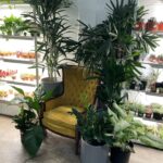 Bixton Suicide Instagram - Visited Texas in Dec. & dragged the familia to some plant shops 🌵🪴🌿 Forgot my phone so @lococivilian was my photographer 🥺📷 🌱@plant_shoppe 🌱@tillageplants