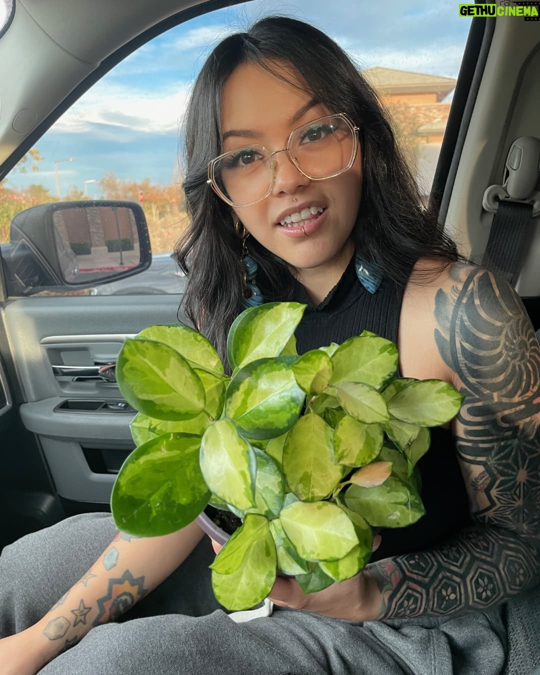 Bixton Suicide - 6.2K Likes - I spent 10 days sick in bed at home.. then my MoonCycle started immediately after.. it was a rough week.. I missed out on Halloween shenanigans AND I was an emotional bebe..
I purchased 5 new plants to feel better 🌿🙃 yes they were all hoyas.
#hoyaaustralislisa #hoyaheaux #plantheaux
📷 pookie took these photos ;P