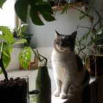 Bixton Suicide Instagram - Not a proper #caturday without Moomie 🌿😺😽🍃 #mycatMoo