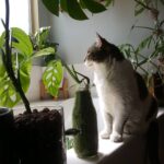 Bixton Suicide Instagram - Not a proper #caturday without Moomie 🌿😺😽🍃 #mycatMoo