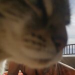 Bixton Suicide Instagram - Living our best cat life 😺 #mycatMoo #cream