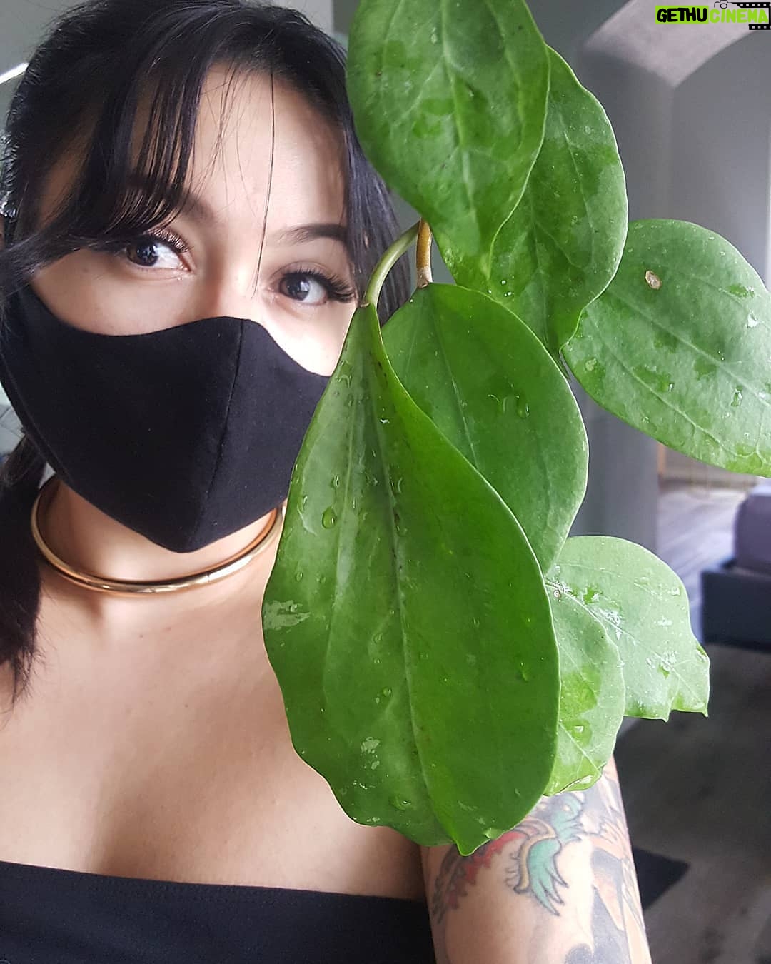 Bixton Suicide - 4.9K Likes - Take me planty shopping🌿💦
#plantheaux #hoyacitrina #hoyaheaux