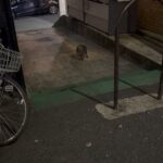 Bosco Instagram - 🇯🇵Strays in the big city 🇯🇵