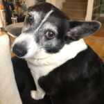 Bree Essrig Instagram - Goodbye, sweet Riggs 💔 On Sunday I said goodbye to my best friend & it was the hardest thing I’ve ever had to do. I adopted Riggs from a shelter when I was a teenager & she was just a puppy. We shared 14 beautiful years together & I wouldn’t have changed any of it for the world. She was the sweetest, sassiest sausage & the best baby I could have ever asked for. She saved my life so many times & I’m so lucky we got to grow up together. If you ever got to meet her, you know she was very picky about who could give her affection & if she chose you, it was a very special feeling. The last 10 months have been the hardest of my life. Last November, she slipped a disc & had the most intense back surgery. We didn’t think she was gonna make it. The vet said she probably wouldn’t walk again. Three weeks later, Riggs proved them wrong & was back on her adorable little arthritic feet. She was such a fighter & I know she was probably fighting more for me at the end than for herself. There are a million more things I could say about her, she loved to lay in the sun, she was the queen of giving side-eye, & she loved sitting next to us in the hot tub & dipping her little tail in. If you have any Riggs stories or stories about your own pet(s), I’d love for you to share them with me. RIP, Riggs, you were a fucking legend ❤️🙏🏼