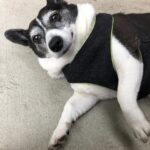 Bree Essrig Instagram - Goodbye, sweet Riggs 💔 On Sunday I said goodbye to my best friend & it was the hardest thing I’ve ever had to do. I adopted Riggs from a shelter when I was a teenager & she was just a puppy. We shared 14 beautiful years together & I wouldn’t have changed any of it for the world. She was the sweetest, sassiest sausage & the best baby I could have ever asked for. She saved my life so many times & I’m so lucky we got to grow up together. If you ever got to meet her, you know she was very picky about who could give her affection & if she chose you, it was a very special feeling. The last 10 months have been the hardest of my life. Last November, she slipped a disc & had the most intense back surgery. We didn’t think she was gonna make it. The vet said she probably wouldn’t walk again. Three weeks later, Riggs proved them wrong & was back on her adorable little arthritic feet. She was such a fighter & I know she was probably fighting more for me at the end than for herself. There are a million more things I could say about her, she loved to lay in the sun, she was the queen of giving side-eye, & she loved sitting next to us in the hot tub & dipping her little tail in. If you have any Riggs stories or stories about your own pet(s), I’d love for you to share them with me. RIP, Riggs, you were a fucking legend ❤️🙏🏼
