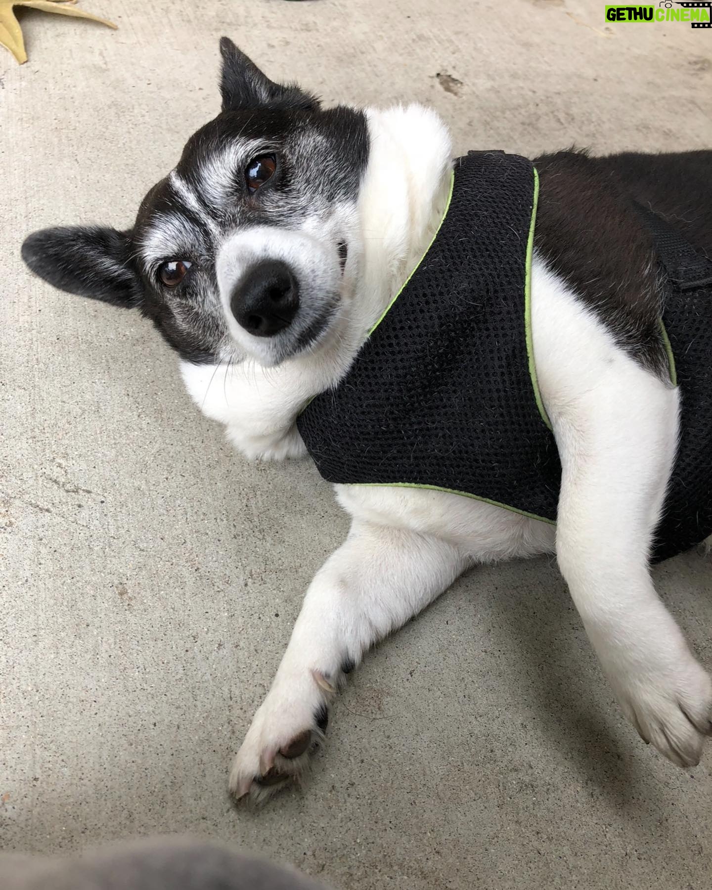 Bree Essrig Instagram - Goodbye, sweet Riggs 💔 On Sunday I said goodbye to my best friend & it was the hardest thing I’ve ever had to do. I adopted Riggs from a shelter when I was a teenager & she was just a puppy. We shared 14 beautiful years together & I wouldn’t have changed any of it for the world. She was the sweetest, sassiest sausage & the best baby I could have ever asked for. She saved my life so many times & I’m so lucky we got to grow up together. If you ever got to meet her, you know she was very picky about who could give her affection & if she chose you, it was a very special feeling. The last 10 months have been the hardest of my life. Last November, she slipped a disc & had the most intense back surgery. We didn’t think she was gonna make it. The vet said she probably wouldn’t walk again. Three weeks later, Riggs proved them wrong & was back on her adorable little arthritic feet. She was such a fighter & I know she was probably fighting more for me at the end than for herself. There are a million more things I could say about her, she loved to lay in the sun, she was the queen of giving side-eye, & she loved sitting next to us in the hot tub & dipping her little tail in. If you have any Riggs stories or stories about your own pet(s), I’d love for you to share them with me. RIP, Riggs, you were a fucking legend ❤️🙏🏼