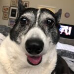 Bree Essrig Instagram - Goodbye, sweet Riggs 💔 On Sunday I said goodbye to my best friend & it was the hardest thing I’ve ever had to do. I adopted Riggs from a shelter when I was a teenager & she was just a puppy. We shared 14 beautiful years together & I wouldn’t have changed any of it for the world. She was the sweetest, sassiest sausage & the best baby I could have ever asked for. She saved my life so many times & I’m so lucky we got to grow up together. If you ever got to meet her, you know she was very picky about who could give her affection & if she chose you, it was a very special feeling. The last 10 months have been the hardest of my life. Last November, she slipped a disc & had the most intense back surgery. We didn’t think she was gonna make it. The vet said she probably wouldn’t walk again. Three weeks later, Riggs proved them wrong & was back on her adorable little arthritic feet. She was such a fighter & I know she was probably fighting more for me at the end than for herself. There are a million more things I could say about her, she loved to lay in the sun, she was the queen of giving side-eye, & she loved sitting next to us in the hot tub & dipping her little tail in. If you have any Riggs stories or stories about your own pet(s), I’d love for you to share them with me. RIP, Riggs, you were a fucking legend ❤️🙏🏼