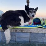 Bree Essrig Instagram - Goodbye, sweet Riggs 💔 On Sunday I said goodbye to my best friend & it was the hardest thing I’ve ever had to do. I adopted Riggs from a shelter when I was a teenager & she was just a puppy. We shared 14 beautiful years together & I wouldn’t have changed any of it for the world. She was the sweetest, sassiest sausage & the best baby I could have ever asked for. She saved my life so many times & I’m so lucky we got to grow up together. If you ever got to meet her, you know she was very picky about who could give her affection & if she chose you, it was a very special feeling. The last 10 months have been the hardest of my life. Last November, she slipped a disc & had the most intense back surgery. We didn’t think she was gonna make it. The vet said she probably wouldn’t walk again. Three weeks later, Riggs proved them wrong & was back on her adorable little arthritic feet. She was such a fighter & I know she was probably fighting more for me at the end than for herself. There are a million more things I could say about her, she loved to lay in the sun, she was the queen of giving side-eye, & she loved sitting next to us in the hot tub & dipping her little tail in. If you have any Riggs stories or stories about your own pet(s), I’d love for you to share them with me. RIP, Riggs, you were a fucking legend ❤️🙏🏼