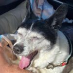 Bree Essrig Instagram - Goodbye, sweet Riggs 💔 On Sunday I said goodbye to my best friend & it was the hardest thing I’ve ever had to do. I adopted Riggs from a shelter when I was a teenager & she was just a puppy. We shared 14 beautiful years together & I wouldn’t have changed any of it for the world. She was the sweetest, sassiest sausage & the best baby I could have ever asked for. She saved my life so many times & I’m so lucky we got to grow up together. If you ever got to meet her, you know she was very picky about who could give her affection & if she chose you, it was a very special feeling. The last 10 months have been the hardest of my life. Last November, she slipped a disc & had the most intense back surgery. We didn’t think she was gonna make it. The vet said she probably wouldn’t walk again. Three weeks later, Riggs proved them wrong & was back on her adorable little arthritic feet. She was such a fighter & I know she was probably fighting more for me at the end than for herself. There are a million more things I could say about her, she loved to lay in the sun, she was the queen of giving side-eye, & she loved sitting next to us in the hot tub & dipping her little tail in. If you have any Riggs stories or stories about your own pet(s), I’d love for you to share them with me. RIP, Riggs, you were a fucking legend ❤️🙏🏼