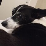 Bree Essrig Instagram - Goodbye, sweet Riggs 💔 On Sunday I said goodbye to my best friend & it was the hardest thing I’ve ever had to do. I adopted Riggs from a shelter when I was a teenager & she was just a puppy. We shared 14 beautiful years together & I wouldn’t have changed any of it for the world. She was the sweetest, sassiest sausage & the best baby I could have ever asked for. She saved my life so many times & I’m so lucky we got to grow up together. If you ever got to meet her, you know she was very picky about who could give her affection & if she chose you, it was a very special feeling. The last 10 months have been the hardest of my life. Last November, she slipped a disc & had the most intense back surgery. We didn’t think she was gonna make it. The vet said she probably wouldn’t walk again. Three weeks later, Riggs proved them wrong & was back on her adorable little arthritic feet. She was such a fighter & I know she was probably fighting more for me at the end than for herself. There are a million more things I could say about her, she loved to lay in the sun, she was the queen of giving side-eye, & she loved sitting next to us in the hot tub & dipping her little tail in. If you have any Riggs stories or stories about your own pet(s), I’d love for you to share them with me. RIP, Riggs, you were a fucking legend ❤️🙏🏼