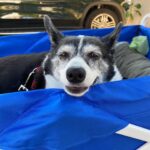 Bree Essrig Instagram - Goodbye, sweet Riggs 💔 On Sunday I said goodbye to my best friend & it was the hardest thing I’ve ever had to do. I adopted Riggs from a shelter when I was a teenager & she was just a puppy. We shared 14 beautiful years together & I wouldn’t have changed any of it for the world. She was the sweetest, sassiest sausage & the best baby I could have ever asked for. She saved my life so many times & I’m so lucky we got to grow up together. If you ever got to meet her, you know she was very picky about who could give her affection & if she chose you, it was a very special feeling. The last 10 months have been the hardest of my life. Last November, she slipped a disc & had the most intense back surgery. We didn’t think she was gonna make it. The vet said she probably wouldn’t walk again. Three weeks later, Riggs proved them wrong & was back on her adorable little arthritic feet. She was such a fighter & I know she was probably fighting more for me at the end than for herself. There are a million more things I could say about her, she loved to lay in the sun, she was the queen of giving side-eye, & she loved sitting next to us in the hot tub & dipping her little tail in. If you have any Riggs stories or stories about your own pet(s), I’d love for you to share them with me. RIP, Riggs, you were a fucking legend ❤️🙏🏼
