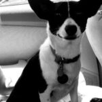 Bree Essrig Instagram - Goodbye, sweet Riggs 💔 On Sunday I said goodbye to my best friend & it was the hardest thing I’ve ever had to do. I adopted Riggs from a shelter when I was a teenager & she was just a puppy. We shared 14 beautiful years together & I wouldn’t have changed any of it for the world. She was the sweetest, sassiest sausage & the best baby I could have ever asked for. She saved my life so many times & I’m so lucky we got to grow up together. If you ever got to meet her, you know she was very picky about who could give her affection & if she chose you, it was a very special feeling. The last 10 months have been the hardest of my life. Last November, she slipped a disc & had the most intense back surgery. We didn’t think she was gonna make it. The vet said she probably wouldn’t walk again. Three weeks later, Riggs proved them wrong & was back on her adorable little arthritic feet. She was such a fighter & I know she was probably fighting more for me at the end than for herself. There are a million more things I could say about her, she loved to lay in the sun, she was the queen of giving side-eye, & she loved sitting next to us in the hot tub & dipping her little tail in. If you have any Riggs stories or stories about your own pet(s), I’d love for you to share them with me. RIP, Riggs, you were a fucking legend ❤️🙏🏼