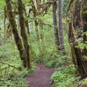 Brenda Strong Instagram - What am I looking at? A miracle in the shape of a tree in an old growth forest.  I’ll be honest.  Often when the world gets too busy, stressed, overwhelming or too painful- I need to reset my nervous system.  How do YOU reset? This is one of the best ways I know how to for myself. #walkinthewoods #takedeepbreaths #listentowaterflow #presenceinnatureheals  May is Mental Health Awareness Month.  #resetyourbody naturally.