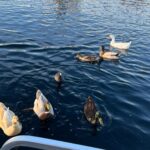 Briana Renee Instagram - Spent the afternoon pedal-boating at Lake Harveston & feeding the beautiful duck’s 🚤🤍🦆👉🏻 #familytime #makingmemories #funinthesunset #futureduckmom