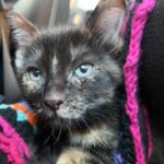 Briana Renee Instagram - Welcome to the family Quinn Lenore Manning ♥️ This cuddly little firecracker is fierce... Weighing less than a pound ~ she made herself right at home, and let her fur siblings know who’s boss 🐾💝#adoptdontshop #catsofinstagram #gorgeousgirl #littlebutfierce #thoseeyes #greenwithenvy #sweetdreams