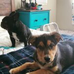 Briana Renee Instagram – Can you spot our new addition ? He’s in good paws, since Vader thinks he’s on ‘Storm’ watch 💙🐾 Ruby is just waiting to play 😅 @manning_party_of_5 #adoptdontshop #traveler #Manningpack