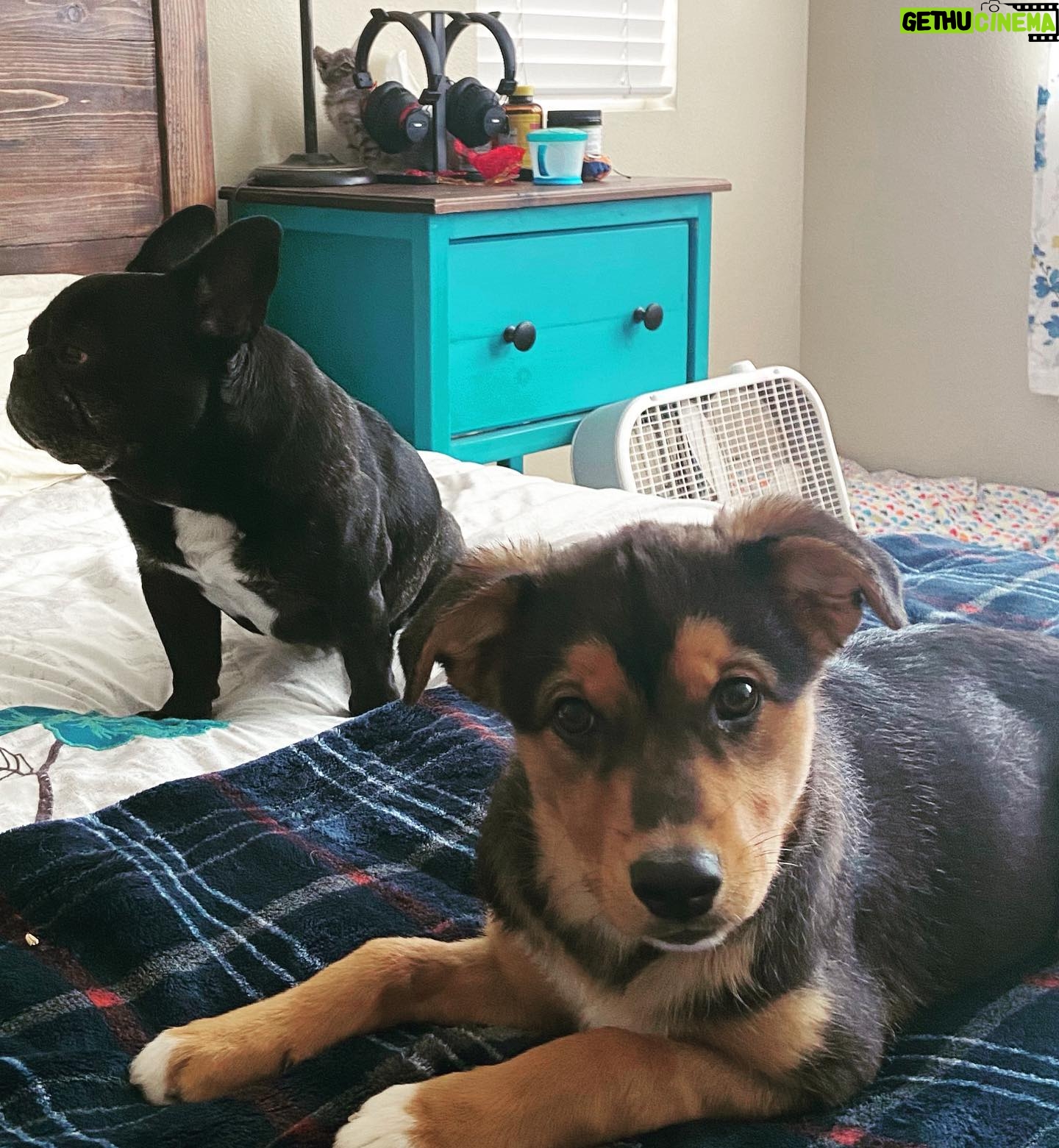 Briana Renee Instagram - Can you spot our new addition ? He’s in good paws, since Vader thinks he’s on ‘Storm’ watch 💙🐾 Ruby is just waiting to play 😅 @manning_party_of_5 #adoptdontshop #traveler #Manningpack