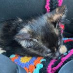 Briana Renee Instagram - Welcome to the family Quinn Lenore Manning ♥️ This cuddly little firecracker is fierce... Weighing less than a pound ~ she made herself right at home, and let her fur siblings know who’s boss 🐾💝#adoptdontshop #catsofinstagram #gorgeousgirl #littlebutfierce #thoseeyes #greenwithenvy #sweetdreams