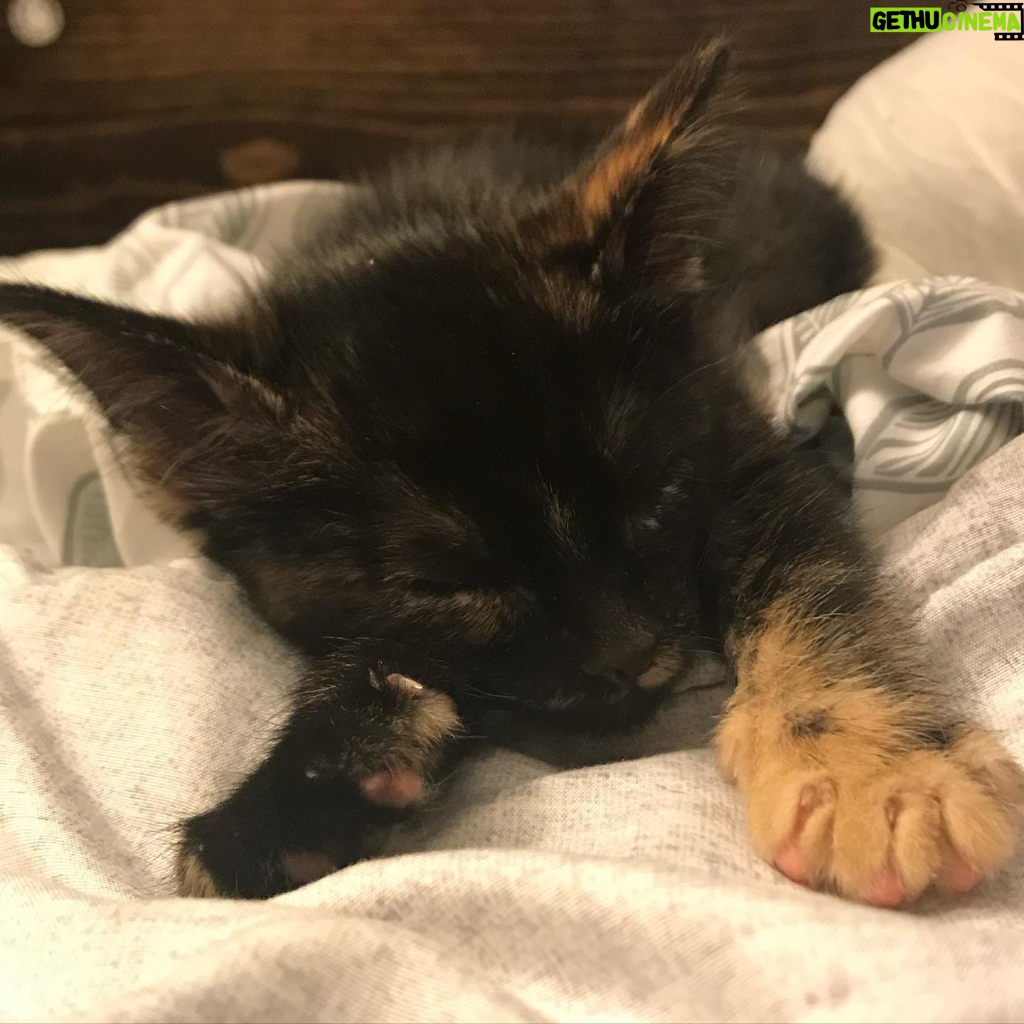 Briana Renee Instagram - Welcome to the family Quinn Lenore Manning ♥️ This cuddly little firecracker is fierce... Weighing less than a pound ~ she made herself right at home, and let her fur siblings know who’s boss 🐾💝#adoptdontshop #catsofinstagram #gorgeousgirl #littlebutfierce #thoseeyes #greenwithenvy #sweetdreams