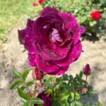Briana Renee Instagram - Spring is in full bloom🌹Love our burgundy roses @manning_party_of_5 .. #nofilterneeded #gorgeous #springflowers #naturephotography #naturalbeauty