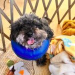 Briana Renee Instagram – Pupdate: Max got through his surgery with flying colors ❤️‍🩹 The full story is in his go fund me link in my bio! We are so thankful for all the prayers and donations that put this smile back on his face 💙 #blessedandgrateful #livinglifetothemax