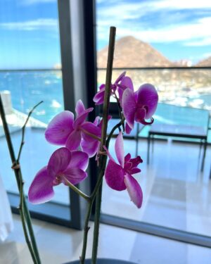 Brianna Murphy Instagram - Cabo was a dream 🌺