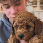 Bridget Maasland Instagram – Zo gezellig bij @marjoleinvantwillert thuis. Mijn allerliefste collega-vriendin met de aller schattigste pups. Wat heerlijk om met Mees een middag over jullie vloer te rollen en te kroelen met deze schatjes. 😍