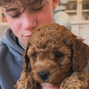 Bridget Maasland Instagram - Zo gezellig bij @marjoleinvantwillert thuis. Mijn allerliefste collega-vriendin met de aller schattigste pups. Wat heerlijk om met Mees een middag over jullie vloer te rollen en te kroelen met deze schatjes. 😍