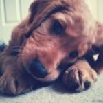 Briony May Williams Instagram - Our goodest boy is 9 today 🥳 Happy birthday Archie Womble you adorable fluff ball!!! #dogmum