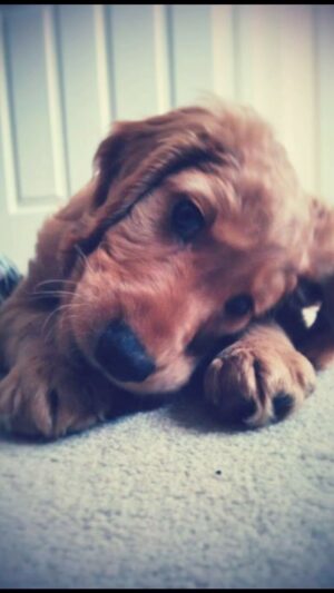 Briony May Williams Instagram - Our goodest boy is 9 today 🥳 Happy birthday Archie Womble you adorable fluff ball!!! #dogmum
