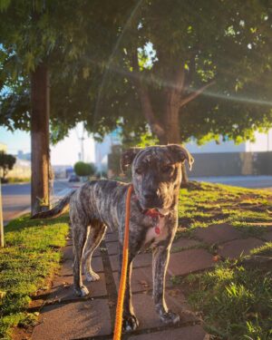 Brittany Curran Instagram - I had the absolute pleasure of spending yesterday evening with sweet and loving Ruby here, who is currently READY FOR ADOPTION! 🐾🫶🏻 Ruby is a one-year-old puppy, brindle coat, 50 pounds, and the friendliest girl. She loves walkies, loves to explore, loves other dogs, and loves every single person who happens to find themselves within her vicinity. She also particularly loves quality scritches behind her left ear. 

If you want to apply to adopt Ruby, copy and paste this link: https://www.wagsandwalks.org/la-adoption-application

@wagsandwalks #wagsandwalks #adoptdontshop #losangeles #losangelesdogrescue