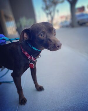 Brittany Curran Instagram - I am now an official @wagsandwalks volunteer! 🐕🦮🐩🐕‍🦺 

Thursday of last week was my first day and as of completion of my very first volunteer shift, my life already feels much fuller and much more meaningful. These rescued dogs are incredible little creatures and I wholeheartedly encourage everyone (in a current position to do so) to adopt a dog. 💖💖

And the little gentleman in this photo is Mathew and he is perfect and I’m obsessed with him. I damn near dognapped him on my first day. 

#adoptdontshop #wagsandwalks #volunteerwork #dogsofinstagram