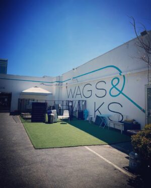 Brittany Curran Instagram - I am now an official @wagsandwalks volunteer! 🐕🦮🐩🐕‍🦺 

Thursday of last week was my first day and as of completion of my very first volunteer shift, my life already feels much fuller and much more meaningful. These rescued dogs are incredible little creatures and I wholeheartedly encourage everyone (in a current position to do so) to adopt a dog. 💖💖

And the little gentleman in this photo is Mathew and he is perfect and I’m obsessed with him. I damn near dognapped him on my first day. 

#adoptdontshop #wagsandwalks #volunteerwork #dogsofinstagram