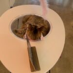 Özge Özberk Instagram - Bugün de kedi özlemimizi giderdik çok şükür.😻 Kahve içerken etrafınızda dolanan ve sahiplenebileceğiniz bir sürü kediciğin olduğu şahane bi kedi kafe. Girip saatlerce kalamıyorsunuz. Yarım saat süresi var.. Biz bayıldık..❤️ @crumbs_whiskers 😍