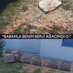 Özlem Tokaslan Instagram - “Babamla Benim Servi Ağacımdı O.” Servi Ağacı; geleneğimizde, toplumsal inanç ve değerlerimizde insan hayatının doğumdan ölüme kadar var olma çabalarını ve vahdetin yani bir olmanın sembolüdür. Mevsimlerin zorlu şartlarına rağmen yeşilliğini hiç kaybetmeyerek güçlü kalabilmesi ve dayanıklılığı ile serviler, hayatı tasvir etmektedir. Dalında kuşlar yuvalardı. Biz babamla o yuvayı yapan kuşun ilmek ilmek ördüğü yuva yapma telaşını, evlat sevgisini, minicik yavruların büyümesini, ilk kanat çırpışlarını seyreder, söyleşirdik. Babam gitti, Servi kaldı yadigar. Bu bahar yine yuva yaptı kuşlar. Ben memleketimden uzakta iken kesmişler. Tam 7 yıldır kesilmesin diye mücadele ettiğim canım dost Servi’m parçalara bölünmüş. Bunun için annemin yasını tutarken dikkatimin dağılması da fırsat oldu sanırım. Yoksa mümkün mü kitabına uydurup onu dilim dilim kıymaları? Orada olamadığım bir zamanda Servi’min ölümünü hıçkıra hıçkıra ağlayarak fotoğraflarda gördüm. Sebebini bilmek içimi daha da yakıyor, size hiç bildirmeyeyim. Kimseye bir zararı yoktu, doğadaki yaratılmış insan dışındaki her can gibi, günahsız ve eşsizdi. O “babamla benim ağacım”dı. Eskiden biz diyebildiğimiz, güzel komşularımız vardı İzmir’di o zaman İzmir! Değil komşunun hatırası olduğunu bile bile üstünde kuş yuvası olan bir ağacı kesmek; ağaç diker, altında oturur, birlikte ekmeğimizi; suyumuzu paylaşırdık. Ben komşularımızla yaşadığım o eşsiz ve gerçek İzmir’den öğrendim yaşama değer katmayı. Annem yıllarca örnek olup eski günleri yaşatmaya çalıştı o gördüğünüz bahçede. Ama olmadı işte. Büyük bir yokluğun acısı içinde,Tanrı’nın sonsuz merhametine sığınarak, adaletin tecellisi için teslim oluyoruz yaradanın sevgisine… Ben yine güzel bir Servi ağacı dikeceğim. Yaşatmak için de her şeyi yapacağım. Merhametin ve sevginin geleceğe kültürümüzün en mükemmel parçası olarak kalması için mücadeleye devam edeceğim.