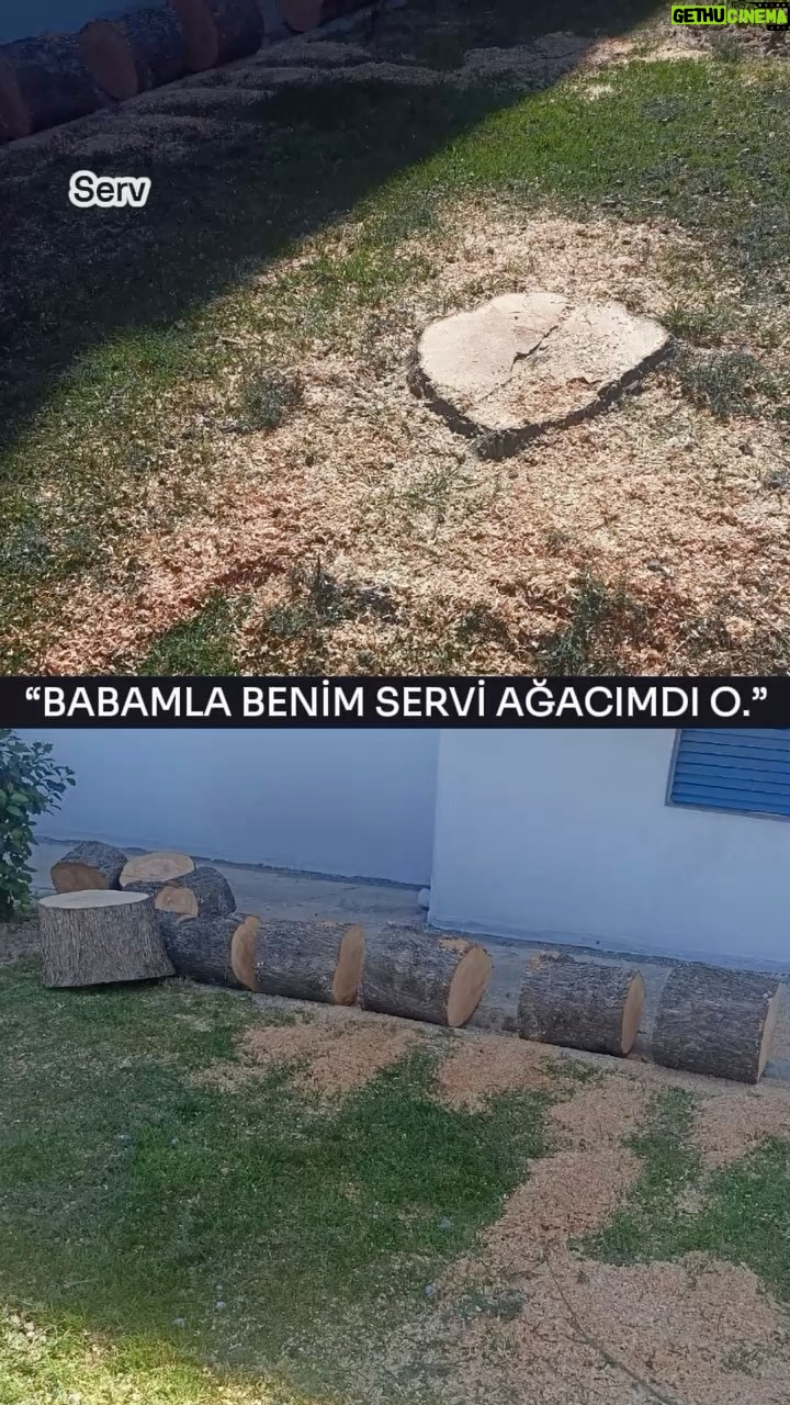 Özlem Tokaslan Instagram - “Babamla Benim Servi Ağacımdı O.” Servi Ağacı; geleneğimizde, toplumsal inanç ve değerlerimizde insan hayatının doğumdan ölüme kadar var olma çabalarını ve vahdetin yani bir olmanın sembolüdür. Mevsimlerin zorlu şartlarına rağmen yeşilliğini hiç kaybetmeyerek güçlü kalabilmesi ve dayanıklılığı ile serviler, hayatı tasvir etmektedir. Dalında kuşlar yuvalardı. Biz babamla o yuvayı yapan kuşun ilmek ilmek ördüğü yuva yapma telaşını, evlat sevgisini, minicik yavruların büyümesini, ilk kanat çırpışlarını seyreder, söyleşirdik. Babam gitti, Servi kaldı yadigar. Bu bahar yine yuva yaptı kuşlar. Ben memleketimden uzakta iken kesmişler. Tam 7 yıldır kesilmesin diye mücadele ettiğim canım dost Servi’m parçalara bölünmüş. Bunun için annemin yasını tutarken dikkatimin dağılması da fırsat oldu sanırım. Yoksa mümkün mü kitabına uydurup onu dilim dilim kıymaları? Orada olamadığım bir zamanda Servi’min ölümünü hıçkıra hıçkıra ağlayarak fotoğraflarda gördüm. Sebebini bilmek içimi daha da yakıyor, size hiç bildirmeyeyim. Kimseye bir zararı yoktu, doğadaki yaratılmış insan dışındaki her can gibi, günahsız ve eşsizdi. O “babamla benim ağacım”dı. Eskiden biz diyebildiğimiz, güzel komşularımız vardı İzmir’di o zaman İzmir! Değil komşunun hatırası olduğunu bile bile üstünde kuş yuvası olan bir ağacı kesmek; ağaç diker, altında oturur, birlikte ekmeğimizi; suyumuzu paylaşırdık. Ben komşularımızla yaşadığım o eşsiz ve gerçek İzmir’den öğrendim yaşama değer katmayı. Annem yıllarca örnek olup eski günleri yaşatmaya çalıştı o gördüğünüz bahçede. Ama olmadı işte. Büyük bir yokluğun acısı içinde,Tanrı’nın sonsuz merhametine sığınarak, adaletin tecellisi için teslim oluyoruz yaradanın sevgisine… Ben yine güzel bir Servi ağacı dikeceğim. Yaşatmak için de her şeyi yapacağım. Merhametin ve sevginin geleceğe kültürümüzün en mükemmel parçası olarak kalması için mücadeleye devam edeceğim.