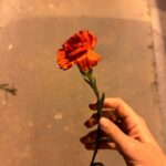 İdil Sivritepe Instagram - Bu sene çok çiçek yapmış baksanıza. Bir sürü insan bana çiçek almış, vazom hep dolu kalmış ve bu sabah orkidem yeni gonca vermiş. Sanırım her şey pek yolunda 🪻 bir tek yakamdaki gelincik iğneyi kaybettim. Onu da Paris’e gidecek bir arkadaşım hatta CANIM ARKADAŞIM @andacp (artık almak zorundasın baskıladım sjdjdj) bana alıp gelecek bir tane 🐝 sonda canım partnerim Olgu ile viral olan!?!? videomu paylaşma cesareti gösterdim. Mazur görün 🤍
