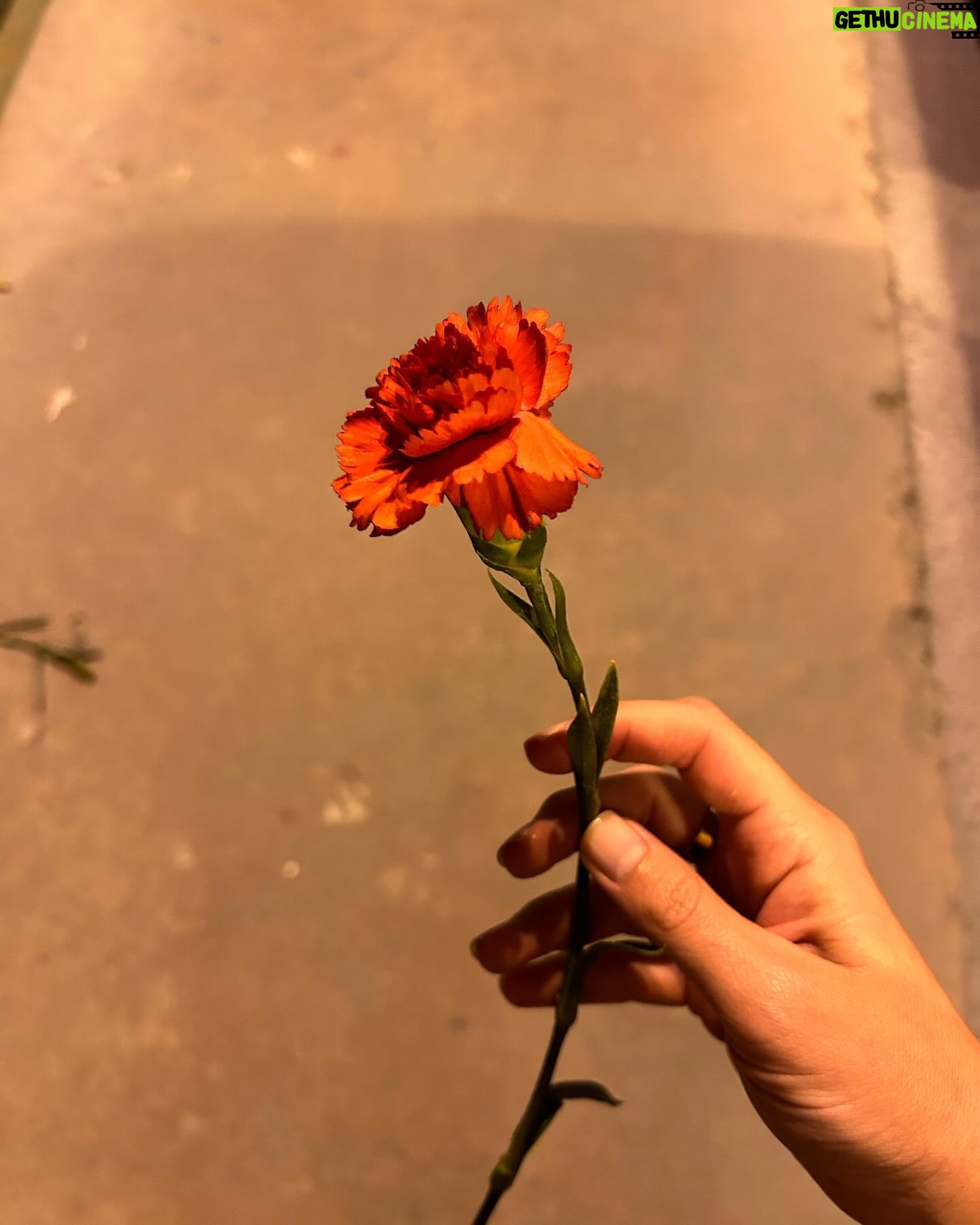 İdil Sivritepe Instagram - Bu sene çok çiçek yapmış baksanıza. Bir sürü insan bana çiçek almış, vazom hep dolu kalmış ve bu sabah orkidem yeni gonca vermiş. Sanırım her şey pek yolunda 🪻 bir tek yakamdaki gelincik iğneyi kaybettim. Onu da Paris’e gidecek bir arkadaşım hatta CANIM ARKADAŞIM @andacp (artık almak zorundasın baskıladım sjdjdj) bana alıp gelecek bir tane 🐝 sonda canım partnerim Olgu ile viral olan!?!? videomu paylaşma cesareti gösterdim. Mazur görün 🤍