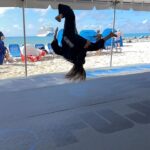 Caitlin Dechelle Instagram - princess cay with @princesscruises x @globaltraditionalmartialarts x @fujimatco @fujisportsus 🌊💪🏻🥋