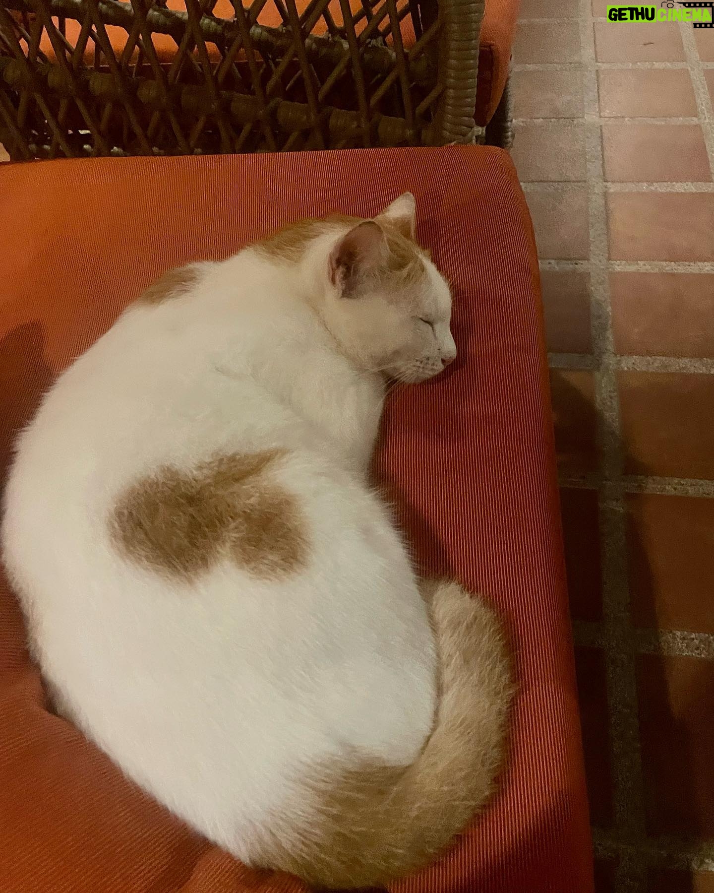 Cali Sheldon - 1.8K Likes - every time i see a cat i get so excited