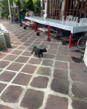 Cali Sheldon Instagram - every time i see a cat i get so excited