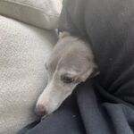 Camélia Jordana Instagram - Gli amici sono il respiro del cuore Les framboises, le monde de l’autre côté du voile qui se pointe en librairie, les fleurs, Mars de feu, la colline et les chiens. Also FREE PALESTINE 🇵🇸