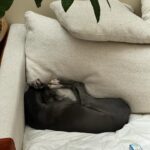 Camélia Jordana Instagram – En parallèle de l’inquiétude permanente ( mot microscopique bien loin du réel, puisque des mots, il n’y en a plus ) du risque de g*nocide en cours à G*za, j’essaie plein de choses. D’abord, me documenter, lire, regarder, écouter le plus possible. Je fais aussi des gros câlins à Pepper, c’est assez radical et instantané. Je fais du sport, je vois des gens au cœur large, des gens que j’aime. Des gens qui savent, qui voient, et qui sont dans l’action. J’essaie à ma toute toute toute petite échelle de l’être tant que possible. Je vous en parle bientôt d’ailleurs. Je me transforme encore en d’autres femmes, résistantes parfois, le temps d’une image. Je pense à elles toutes. Aux otages. Aux autres aussi. Je prie. Et je pense à vous.

Et toi ? Dis-moi en commentaire comment tu deales avec le risque de g*nocide en cours à G*za ? I mean it.

CEASEFIRE NOW 🍉